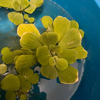 Pistia stratiotes