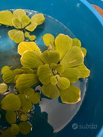 Pistia stratiotes