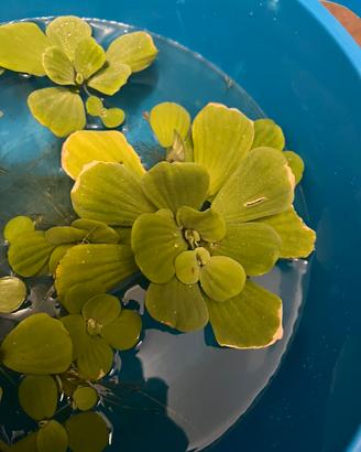 Pistia stratiotes