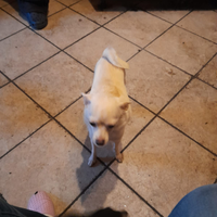 Cuccioli di piccola taglia