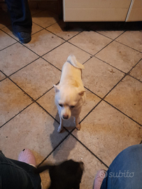 Cuccioli di piccola taglia