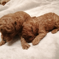 Barboncine Toy pedigree ENCI