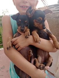 Cucciole Pinscher nano