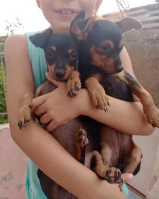 Cucciole Pinscher nano