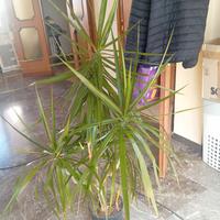 Dracaena 1,50m