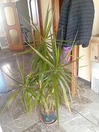 Dracaena 1,50m
