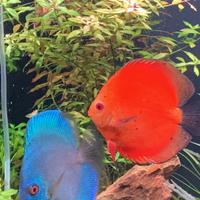 Pesci discus