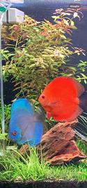 Pesci discus