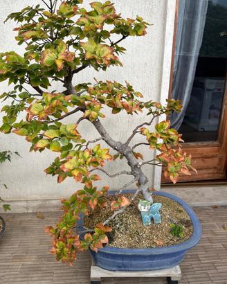 Bonsai di faggio spedizione gratuita