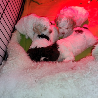 Lagotto romagnolo