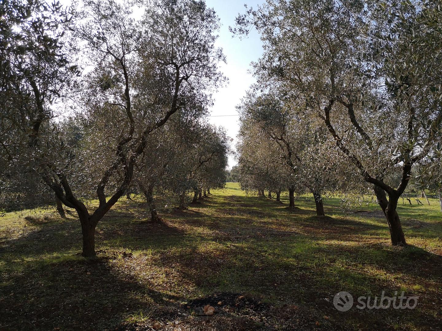 Terreno con uliveto e lamia - Vista 4
