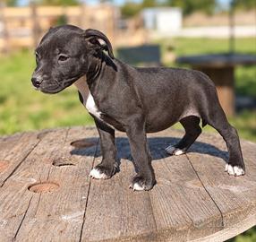 american pitbull terrier ukc 