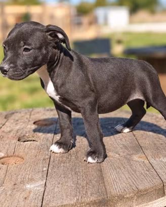 american pitbull terrier ukc 