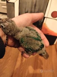 C.e.r.c.o Pulli di pappagalli da svezzare a mano