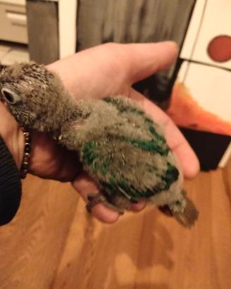 C.e.r.c.o Pulli di pappagalli da svezzare a mano