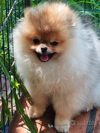 Spitz di pomeranea femmina