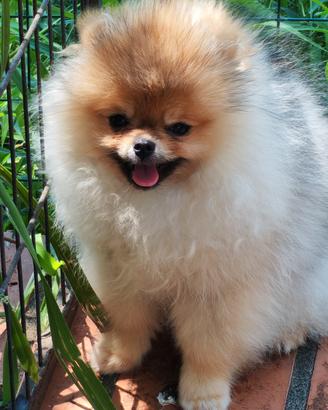 Spitz di pomeranea femmina