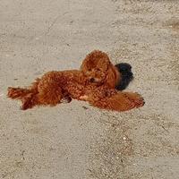 Barbone nano per monta con pedigree Enci