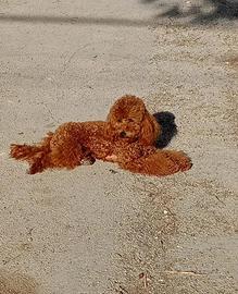 Barbone nano per monta con pedigree Enci