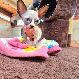 Cuccioli di Canadian Sphynx o detto gatto nudo