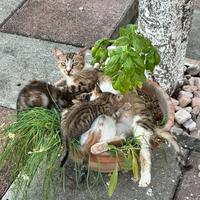 Gattini