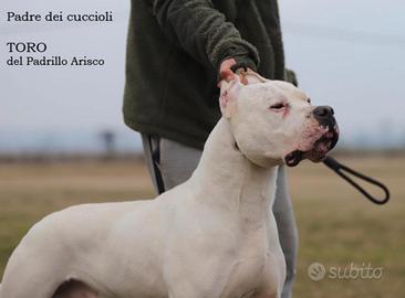 Cuccioli dogo argentino