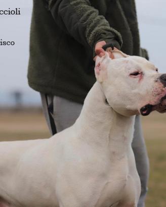 Cuccioli dogo argentino