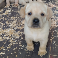 Labrador con pedigree