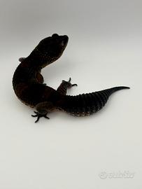 Geco leopardino black night