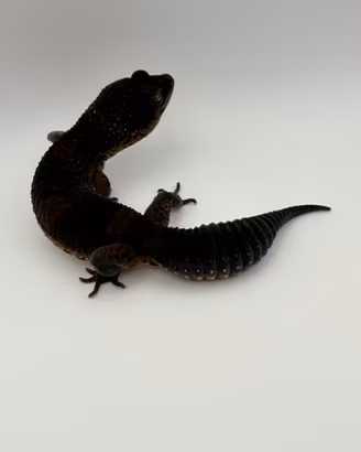 Geco leopardino black night