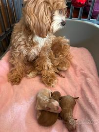 Maltipoo linea coreana