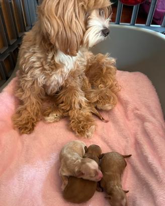 Maltipoo linea coreana
