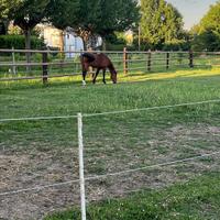 Cavallo pensione box