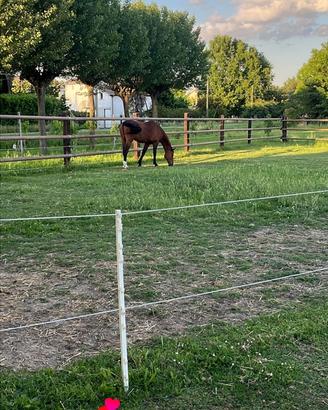 (Cavallo ) pensione box- paddock