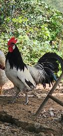 Galli e galline Lakenfelder