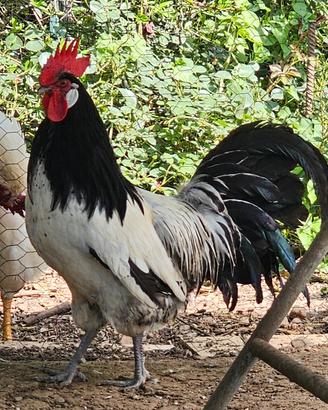 Galli Lakenfelder