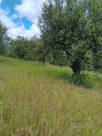 Terreno agricolo con ulivi