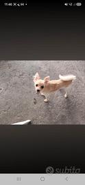 Chihuaha 