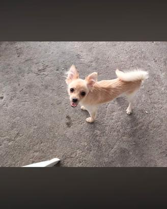 Chihuaha 