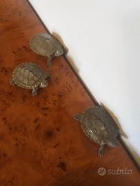 Tartarughe d'acqua graptemys