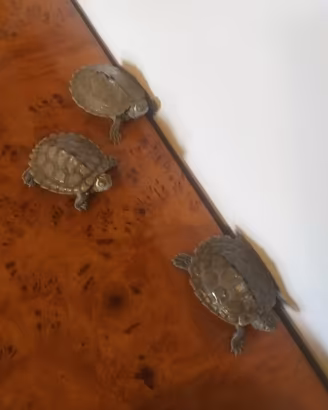 Tartarughe d'acqua graptemys