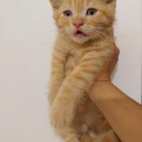 Gattini micetti British Red tabby