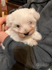 Bichon Maltese