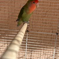 Pappagallo inseparabile