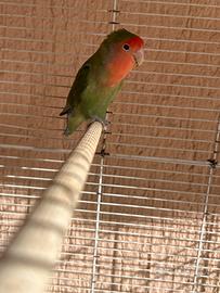 Pappagallo inseparabile