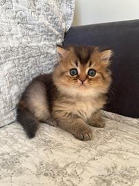 British longhair