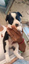 border collie