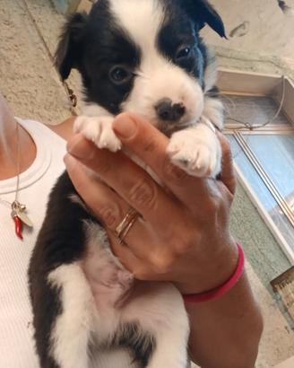 border collie