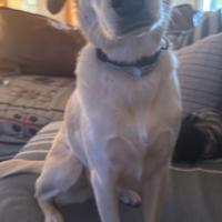 Labrador Mix femmina 3 anni