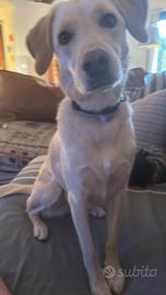 Labrador Mix femmina 3 anni